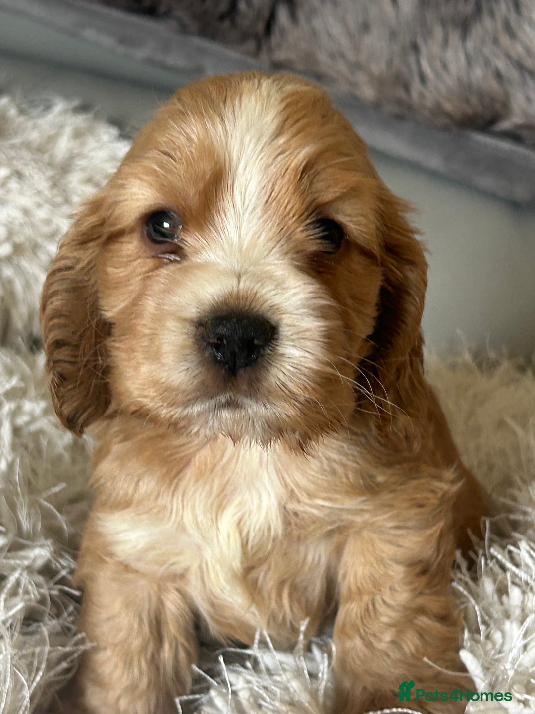 Cocker Spaniel dogs for sale: Show type cocker  spaniel “ Villaspaniol  ” kC reg - Image 20