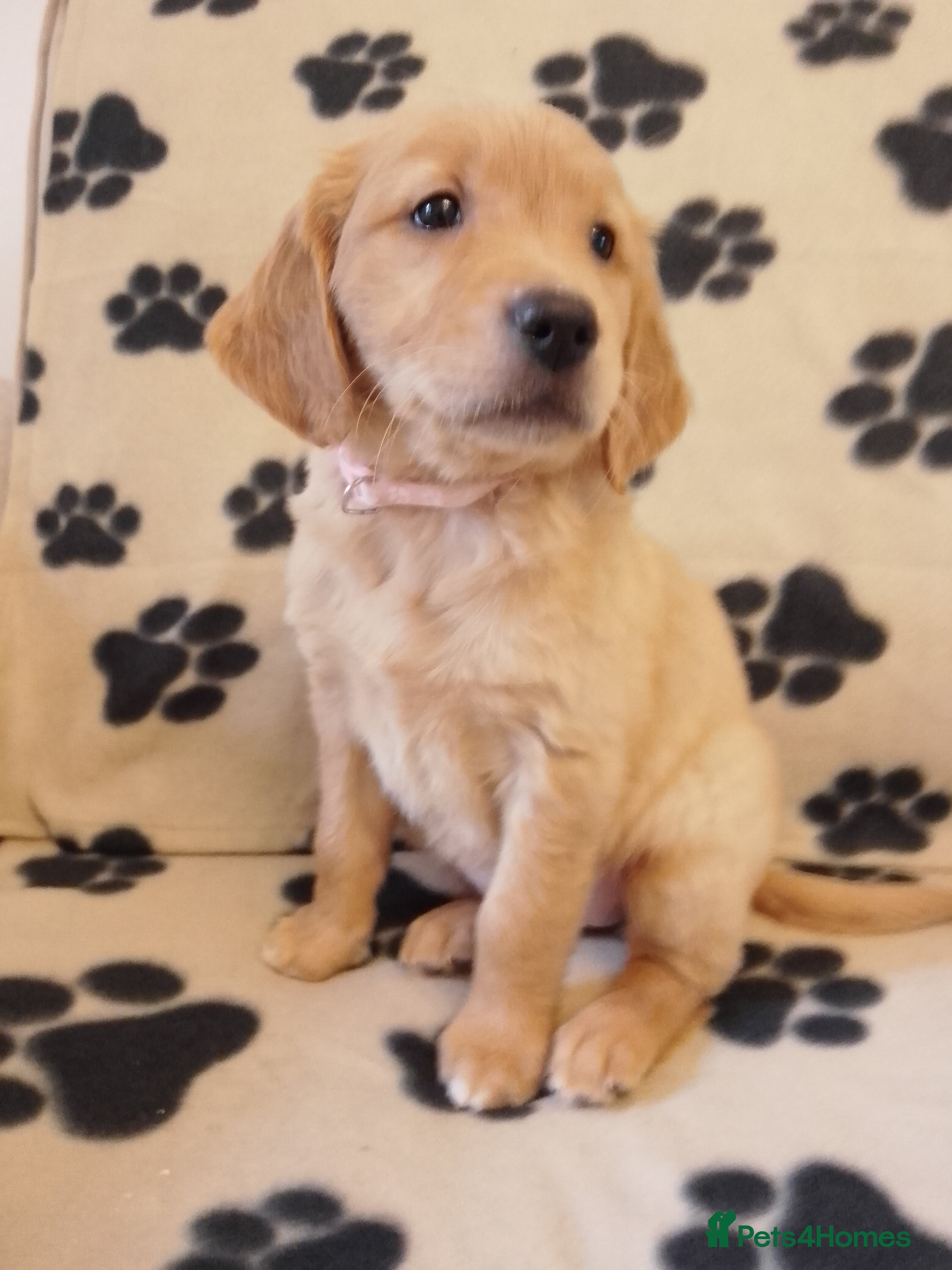 Golden Retriever dogs Golden retriever puppies  - Advert 8