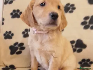 Golden Retriever dogs Golden retriever puppies - Advert 8