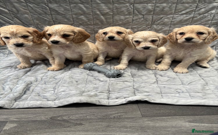 Mixed Breed dogs - Advert 6