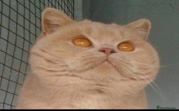 British Shorthair cats for sale: Beautiful British Shorthair Kittens  - Image 13