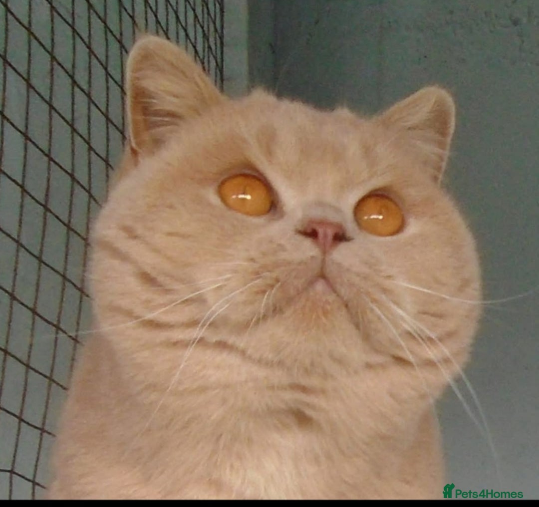 British Shorthair cats for sale: Beautiful British Shorthair Kittens  - Image 13