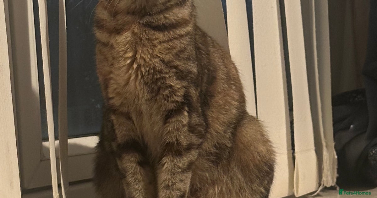 Male bengal cross ragdoll for sale in Newcastle upon Tyne | Pets4Homes