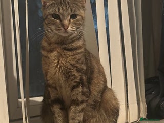 Bengal cats Male bengal cross ragdoll - Advert 1