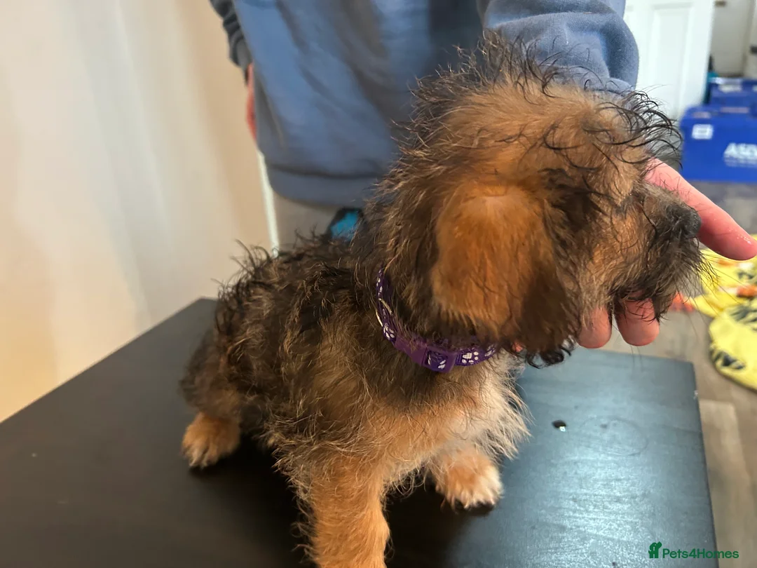 Mixed Breed dogs for sale: Jack russel cross Shih Tzu playful puppies  - Advert 15