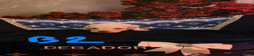 Miniature Poodle Puppy 2