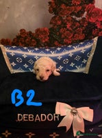 Miniature Poodle dogs Miniture poodle babies - Advert 10