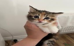 British Shorthair cats for sale: 4 Half British short hair girls  - Image 6