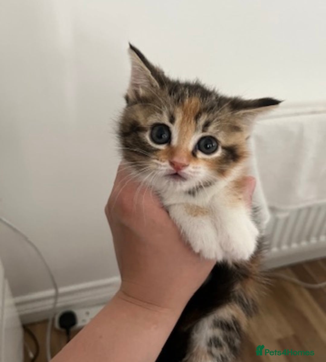 British Shorthair cats for sale: 4 Half British short hair girls  - Image 6