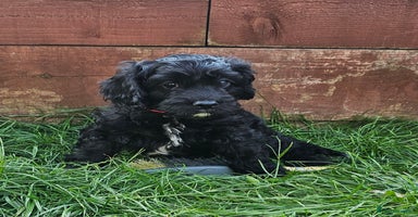 Cavapoo dogs - Advert 5