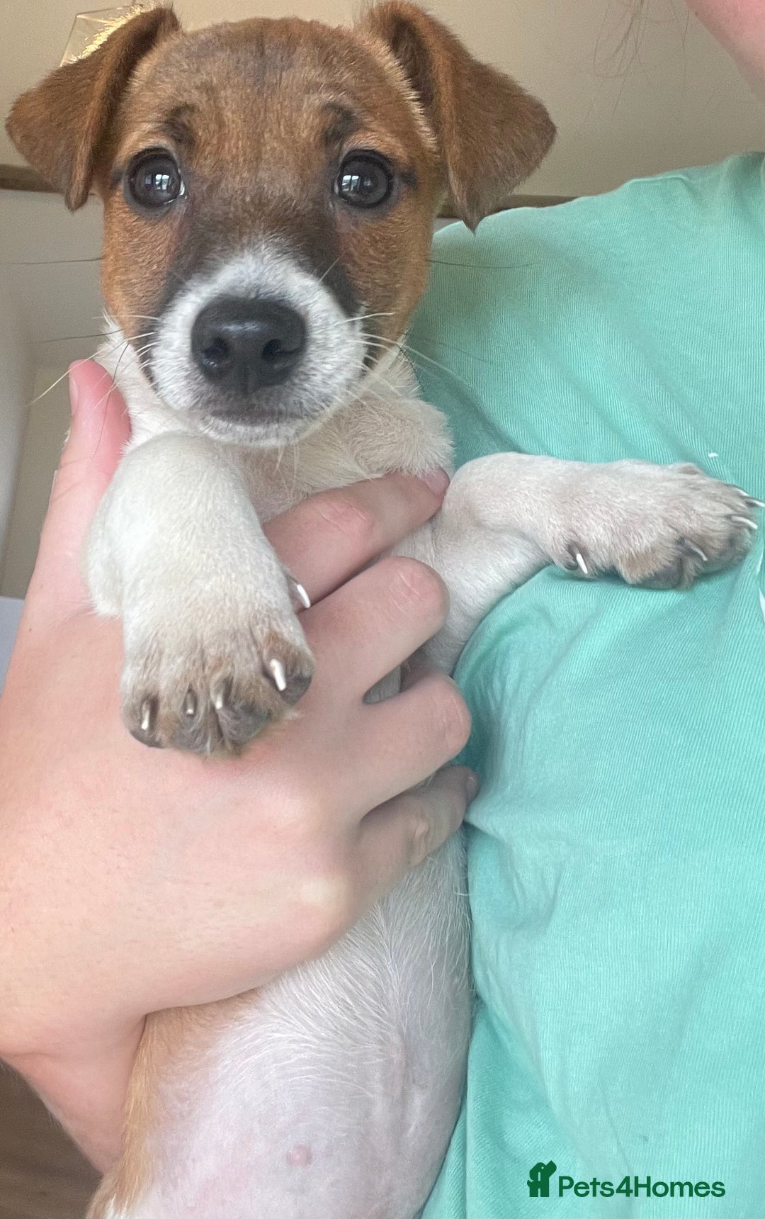 Jack Russell dogs for sale: Jack Russell Puppies - Image 5