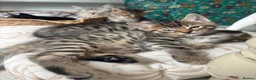Mixed Breed cats for sale: Bengal cross kittens - Advert 5