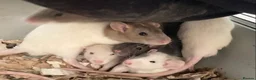 Rat rodents for sale: Rats for sale - Advert 9