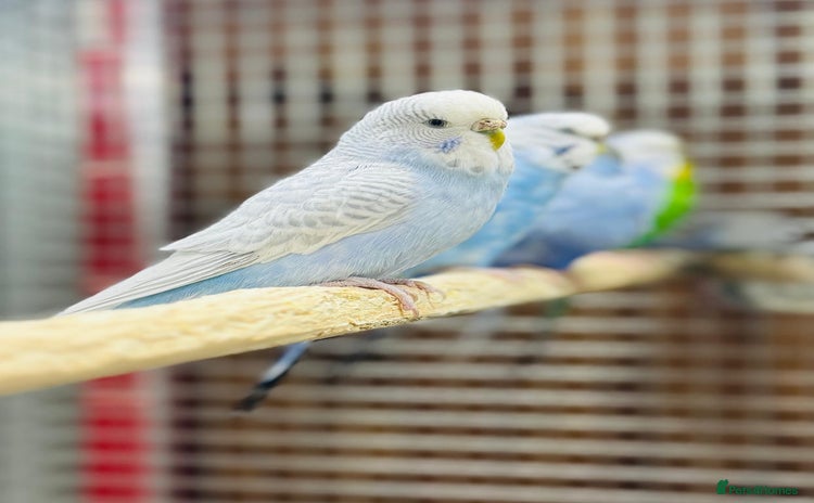 Budgerigars birds Budgies  - Advert 4