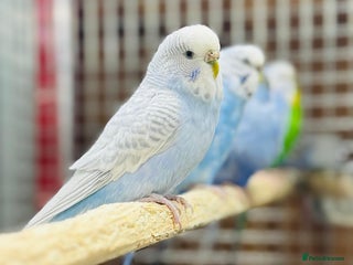 Budgerigars birds Budgies - Advert 2