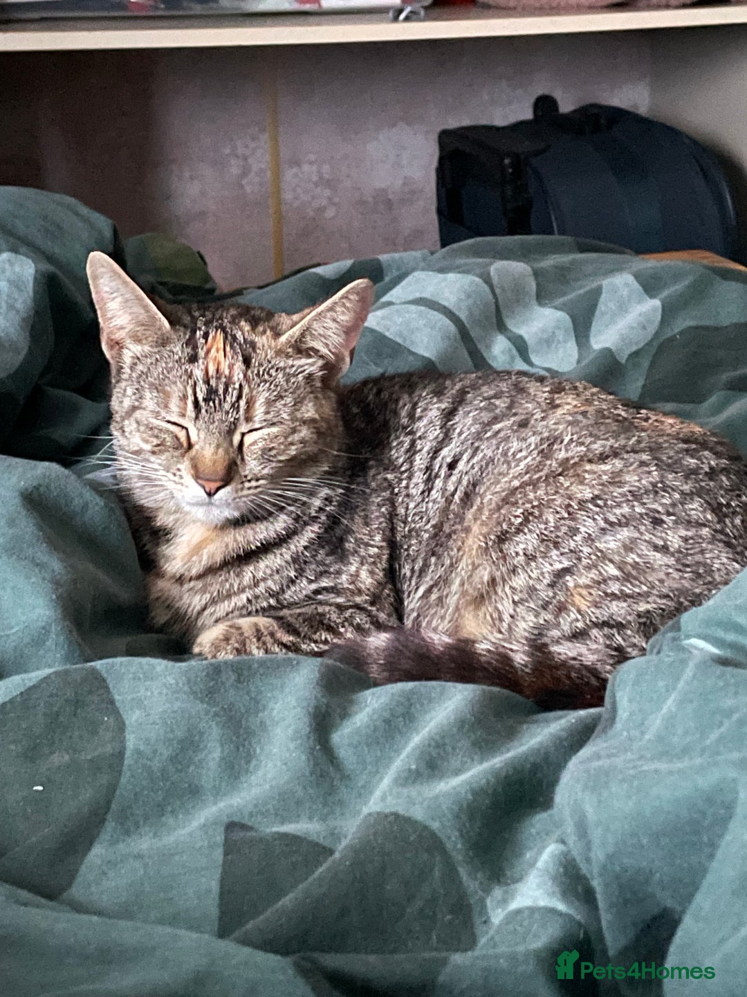 Mixed Breed cats for sale: 4 little girls  - Image 12