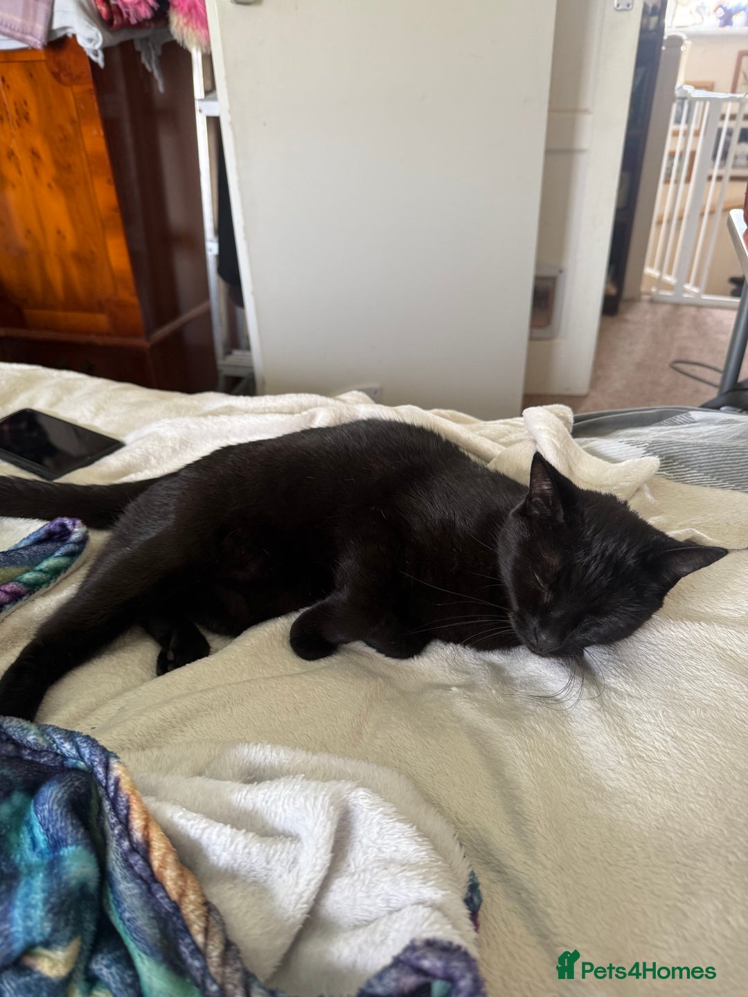 Mixed Breed cats for sale: Moggy need a new home - Image 2