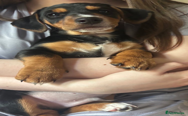 Mixed Breed dogs for sale - Advert 2