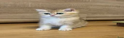 British Shorthair cats for sale: 🌟3 Adorable Golden BSH kittens left 🌟 - Advert 9