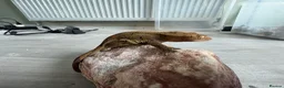 Gecko reptiles for sale: Crested geckos  - Advert 3