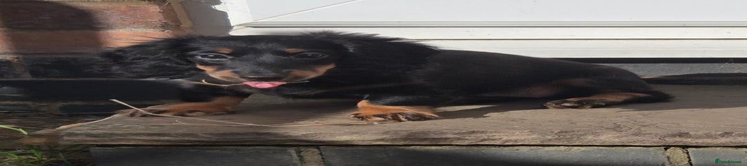 Black and tan female 1