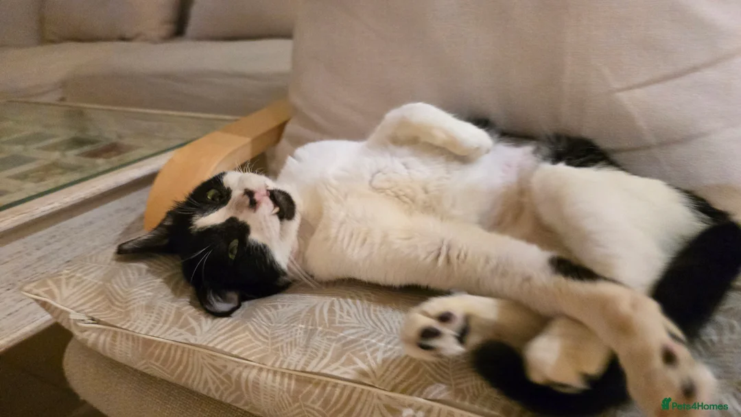 Mixed Breed cats for adoption: [Indoors Only] Thomas - The perfect impurrfect boy - Advert 17