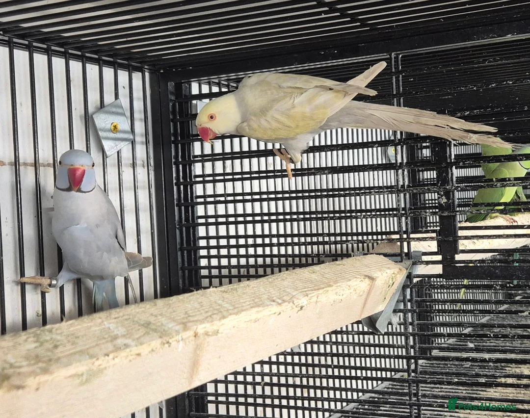 Mixed Breed birds for sale: Cage n aviary birds  - Advert 22