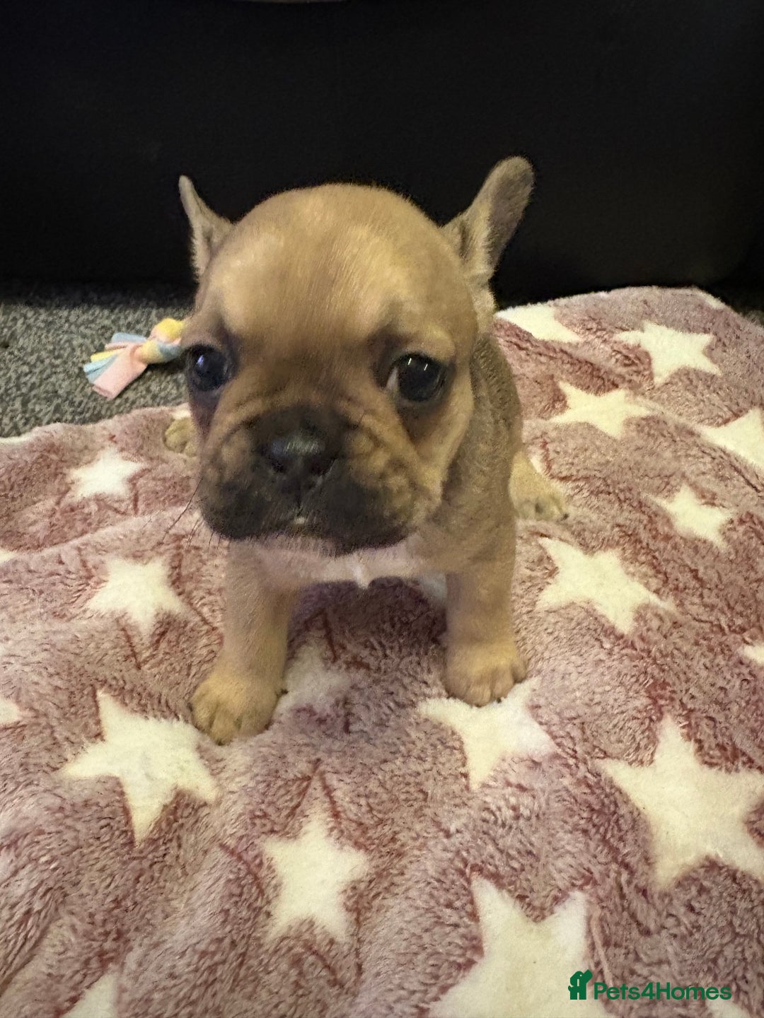 French Bulldog dogs for sale: 3 beautiful girls  - Image 11