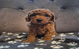 Cockapoo dogs for sale: Cockapoo puppies  - Image 4