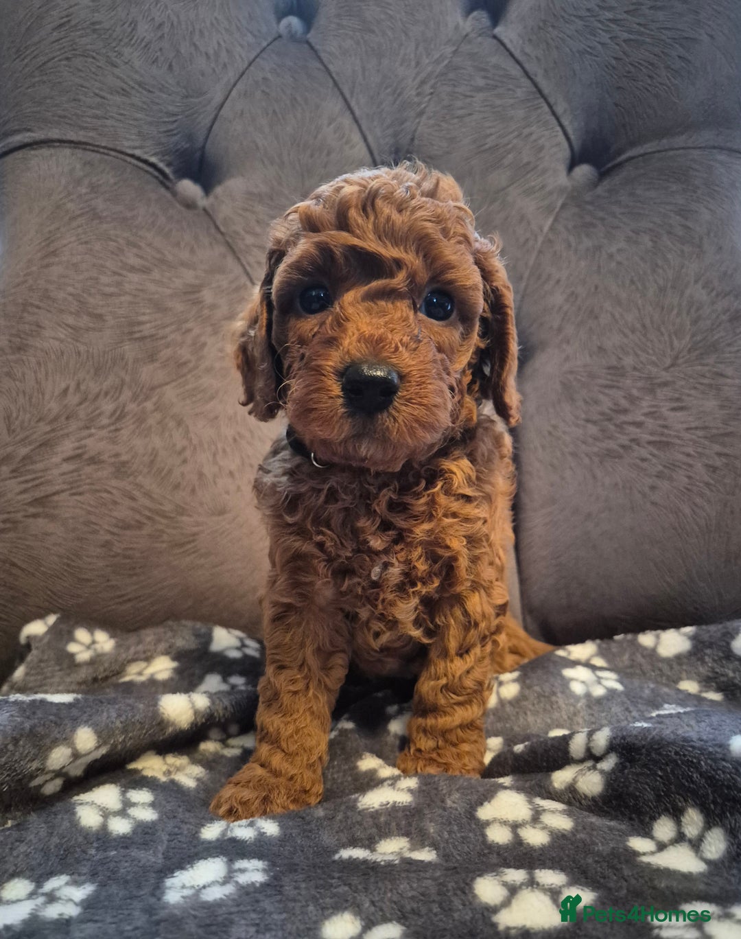 Cockapoo dogs for sale: Cockapoo puppies  - Image 4