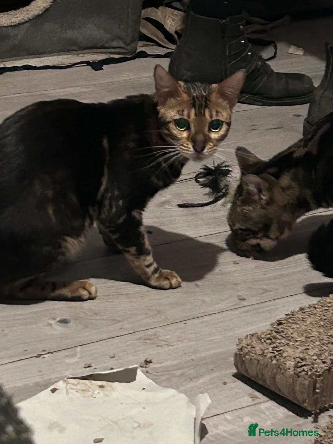 Bengal cats for sale: Beautiful Bengal Male Kitten For Sale  - Advert 4