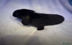Mini Lop rabbits for sale: 3 Mini lops  - Image 4