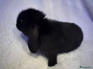 Mini Lop rabbits 2 Mini lops - Advert 11