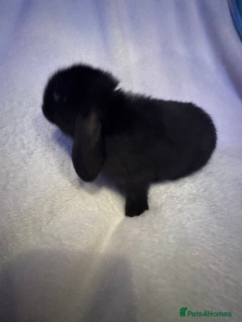 Mini Lop rabbits - Advert 4