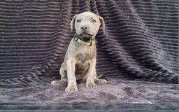 Staffordshire Bull Terrier dogs for sale: Staffordshire Bull Terrier Puppies - Image 4