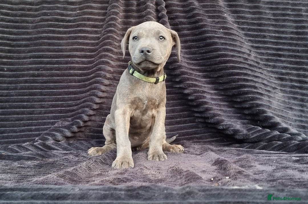 Staffordshire Bull Terrier dogs for sale: Staffordshire Bull Terrier Puppies - Image 4