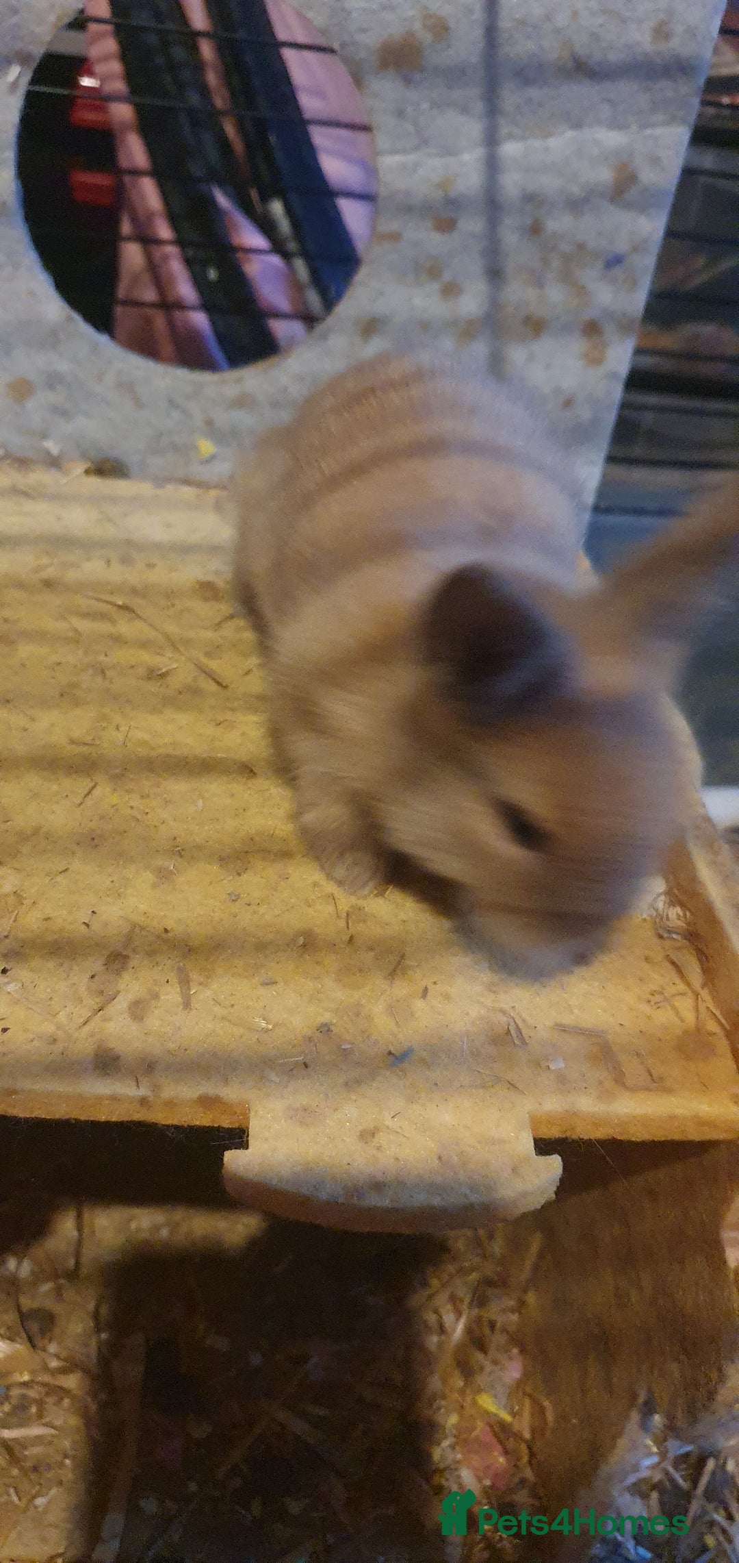 Lionhead rabbits for sale: Double main lionheads - Advert 6