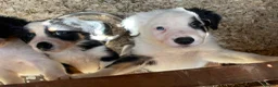 Border Collie dogs for sale: Stunning Border Collie Puppies in Honiton - Advert 4