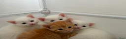 Mixed Breed cats for sale: 9 gorgeous tabby kittens - Advert 2