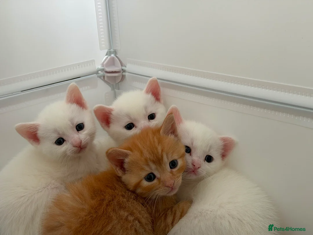 Mixed Breed cats for sale: 9 gorgeous tabby kittens - Advert 2