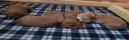 Cocker Spaniel dogs for sale: Cocker Spaniel Puppies - Advert 5