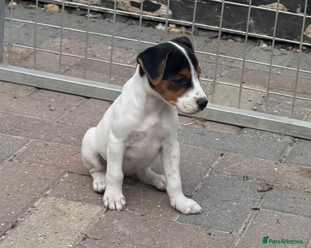 Jack Russell dogs for sale: Quality pure Jack Russell pups  - Image 4