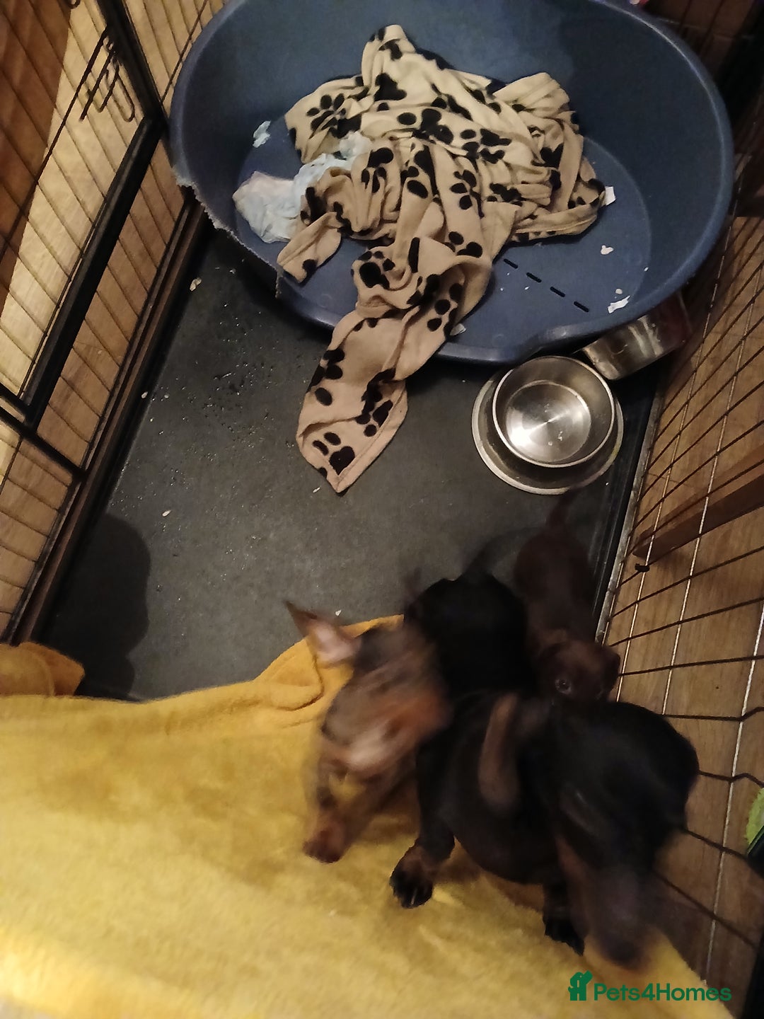 Miniature Dachshund dogs for sale: 2 x miniature  dachshund puppies for sale - Advert 3