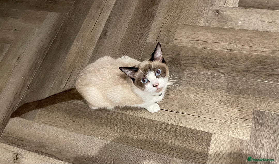 Ragdoll cats for sale: ✨ Ragdoll Kitten – £500 ✨ - Advert 2