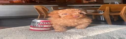 Toy Poodle dogs for sale: Perfect Toy Poodle puppies  - Advert 10