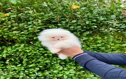Pomeranian dogs for sale: Teddy face🐼Top quality🏆Very Tiny  - Image 2