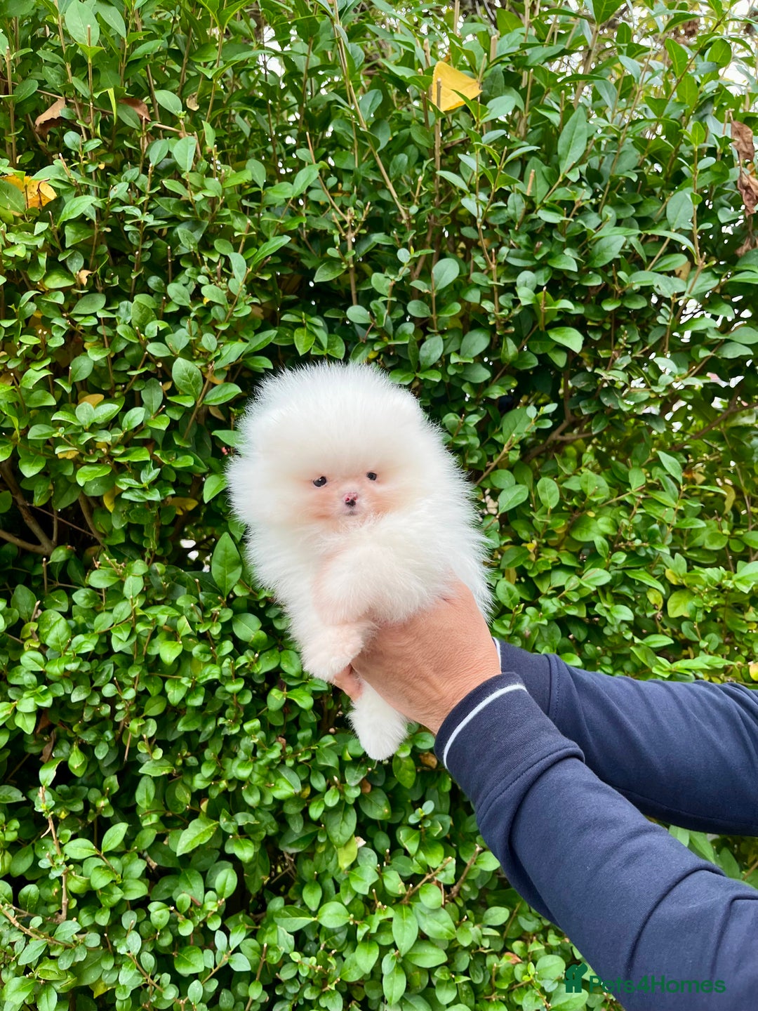 Pomeranian dogs for sale: Teddy face🐼Top quality🏆Very Tiny  - Image 2
