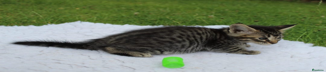 Savannah Kitten 6
