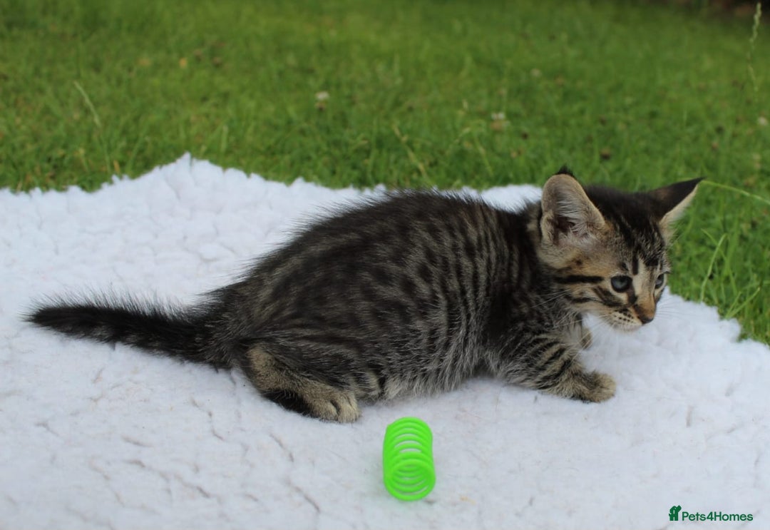 Savannah cats for sale: Stunning Savannahx Maine coons - Image 5
