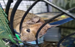 Degus rodents for sale: A pair of degus and cage looking for a new home - Image 5